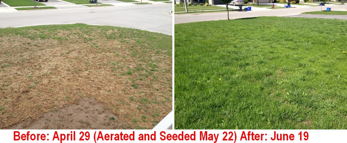Aerate & overseed to thicken your lawn